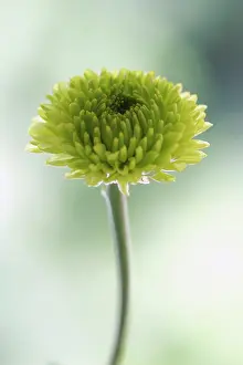 Kermit: Chrysanthemum