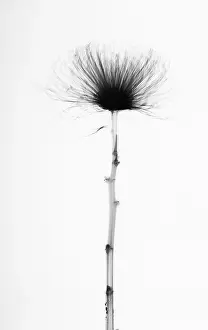 Shamrock: Chrysanthemum