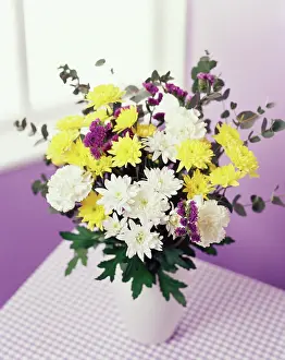 Carnation: Chrysanthemum