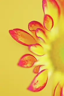 Roma: Chrysanthemum