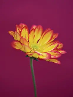 Roma: Chrysanthemum