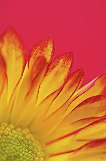 Roma: Chrysanthemum