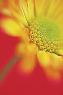Roma: Chrysanthemum