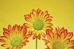 Roma: Chrysanthemum