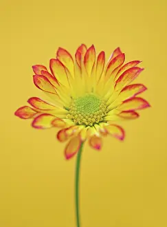 Roma: Chrysanthemum