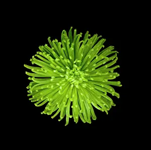Shamrock: Chrysanthemum