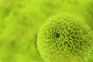 Kermit: Chrysanthemum
