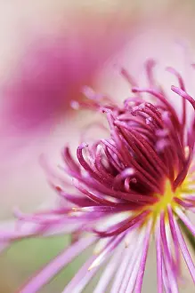 Valerie: Chrysanthemum