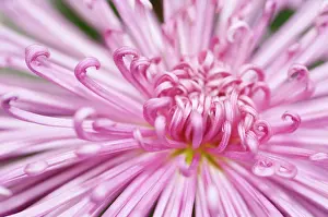 Valerie: Chrysanthemum