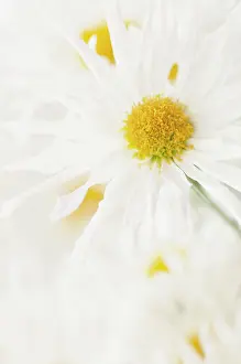 Blanche: Chrysanthemum
