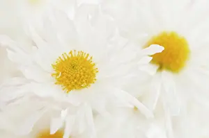 Blanche: Chrysanthemum