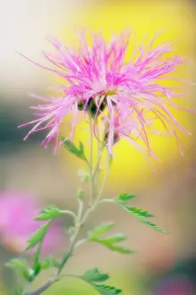 Scruffy: Chrysanthemum