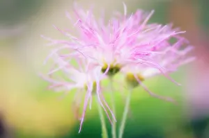 Scruffy: Chrysanthemum
