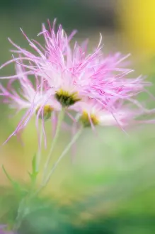 Scruffy: Chrysanthemum