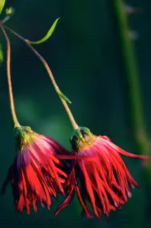 Drooping: Chrysanthemum
