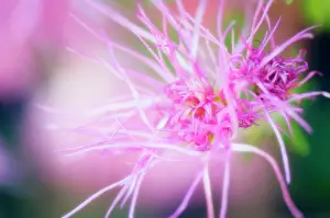 Scruffy: Chrysanthemum