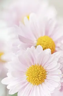 Gladys: Chrysanthemum