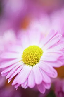 Gladys: Chrysanthemum