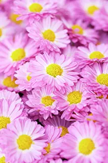 Gladys: Chrysanthemum