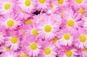 Gladys: Chrysanthemum