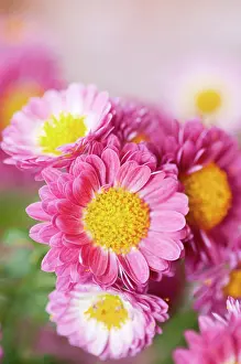 Poitiers: Chrysanthemum