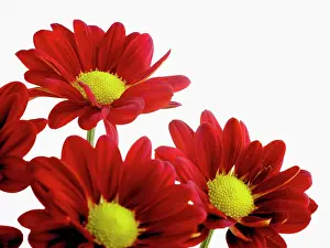 Indicum: Chrysanthemum