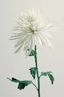 Exquisite: Chrysanthemum
