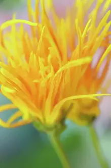 Saga: Chrysanthemum