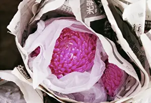 Enclosed: Chrysanthemum