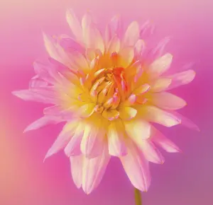 Blown: Chrysanthemum