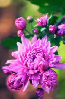 Grandiflora: Chrysanthemum