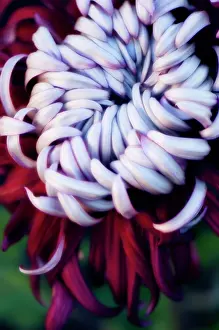 Toned: Chrysanthemum