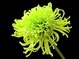 Shamrock: Chrysanthemum