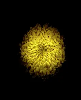 Unexplained: Chrysanthemum