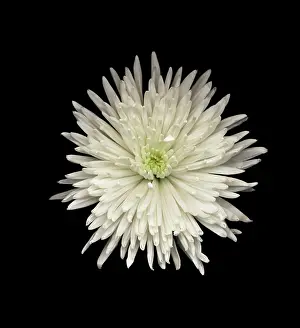 Glorious: Chrysanthemum