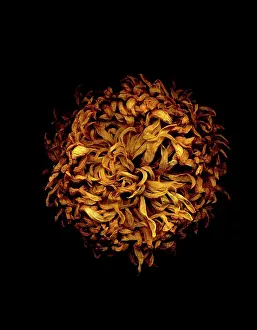 Weak: Chrysanthemum