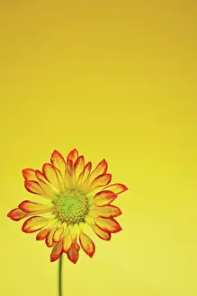Joyful: Chrysanthemum