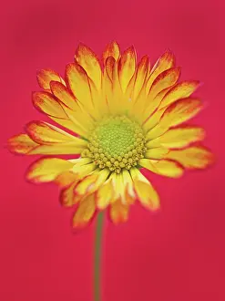 Chrysanthemum: Chrysanthemum
