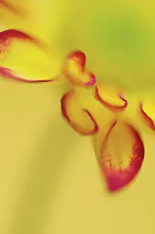 Chrysanthemum: Chrysanthemum
