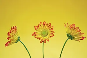 Leadership: Chrysanthemum