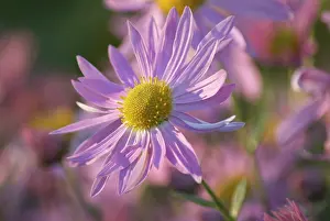 Chrysanthemum: Chrysanthemum