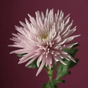 Chrysanthemum: Chrysanthemum