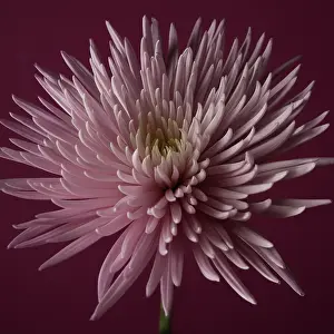Splendid: Chrysanthemum