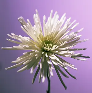 Chrysanthemum: Chrysanthemum