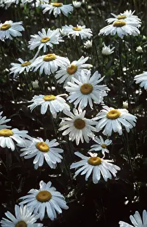 Chrysanthemum: CHRYSANTHEMUM