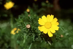 Chrysanthemum: Chrysanthemum