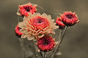 Leadership: Chrysanthemum, Button chrysanthemum, Chrysanthemum