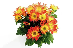 Chrysanthemum: Chrysanthemum (Chrysanthemum)