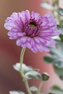Chrysanthemum: Chrysanthemum, Chrysanthemum Anastasia, Single