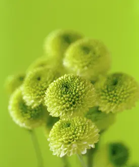 Chrysanthemum: Chrysanthemum, Chrysanthemum Kermit, A group of